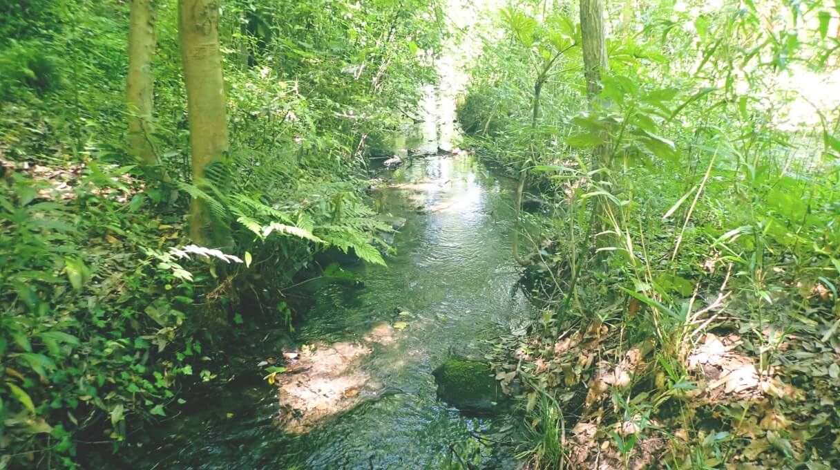 釜利谷ホタル水路 [写真]