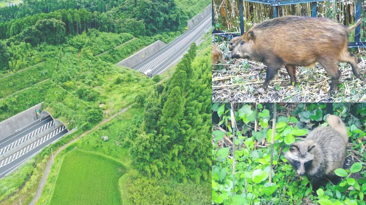 もばら_どうぶつのはし [写真]